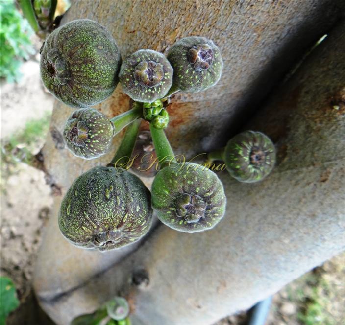  Cluster of Hypanthodia